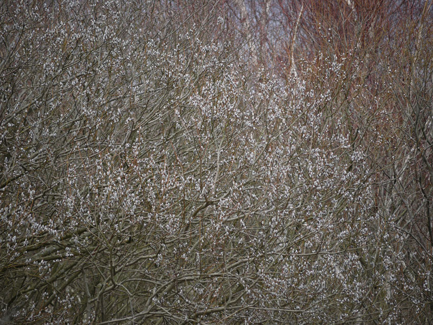 Birch and willow11.jpg